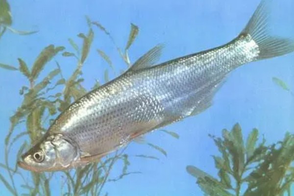 推浪鱼是不是海鱼，学名叫翘嘴红鲌属于淡水鱼