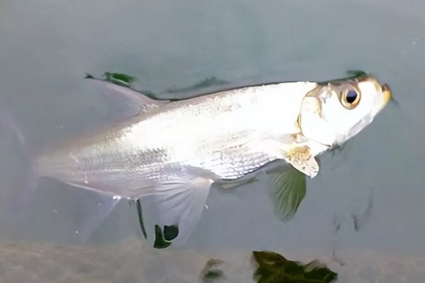 推浪鱼是不是海鱼，学名叫翘嘴红鲌属于淡水鱼