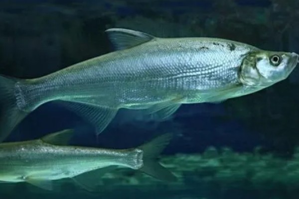 推浪鱼是不是海鱼，学名叫翘嘴红鲌属于淡水鱼