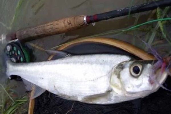 推浪鱼是不是海鱼，学名叫翘嘴红鲌属于淡水鱼