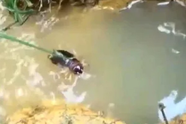 推浪鱼是不是海鱼，学名叫翘嘴红鲌属于淡水鱼