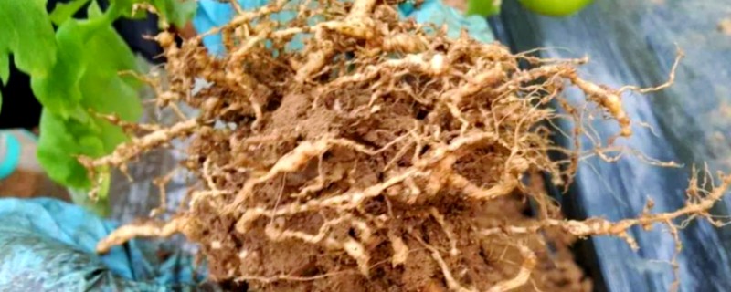 番茄根结线虫的防治方法，要增加微生物菌肥的使用