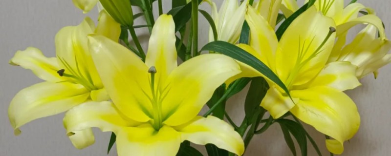 百合能不能水培，每隔2-3天换一次水