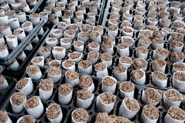 番茄根结线虫的防治方法，要增加微生物菌肥的使用