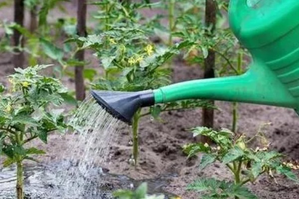 番茄根结线虫的防治方法，要增加微生物菌肥的使用