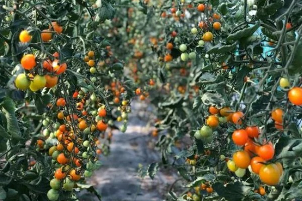 番茄根结线虫的防治方法，要增加微生物菌肥的使用