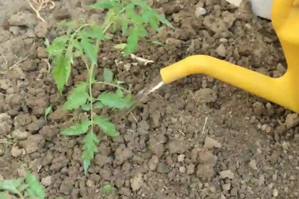 番茄根结线虫的防治方法，要增加微生物菌肥的使用