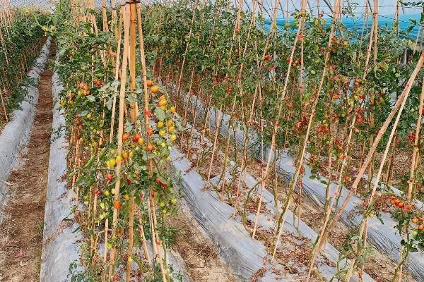 番茄根结线虫的防治方法，要增加微生物菌肥的使用