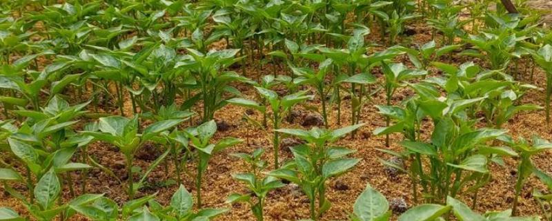 辣椒苗卷叶萎缩怎么处理，要合理施肥并减少光照