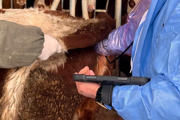 怎么判断母牛产犊性别，做B超检查比较准确