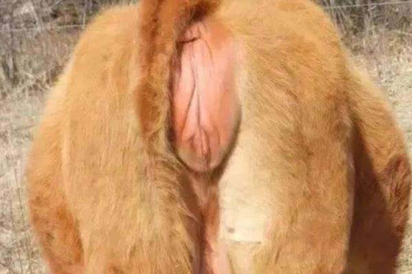 怎么判断母牛产犊性别，做B超检查比较准确