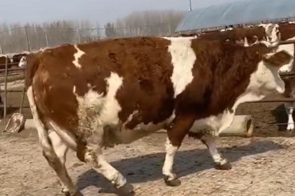 怎么判断母牛产犊性别，做B超检查比较准确