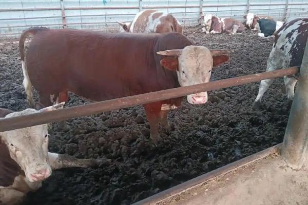 怎么判断母牛产犊性别，做B超检查比较准确