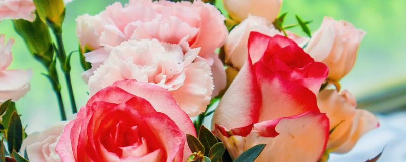 康乃馨是不是多年生植物，属于石竹科多年生草本植物