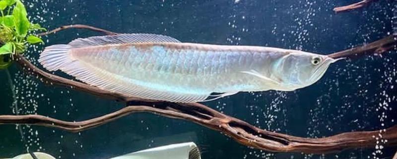 龙鱼入缸多长时间才能饲喂，入缸2-3天便可尝试喂食