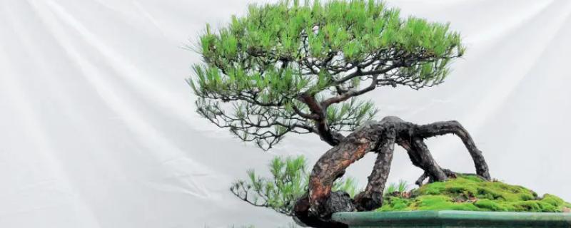 冬天怎么养殖下山桩，土壤泛白时要浇灌温水