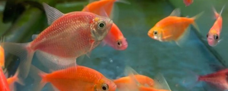 鱼不进食怎么处理，视情况采取针对性措施