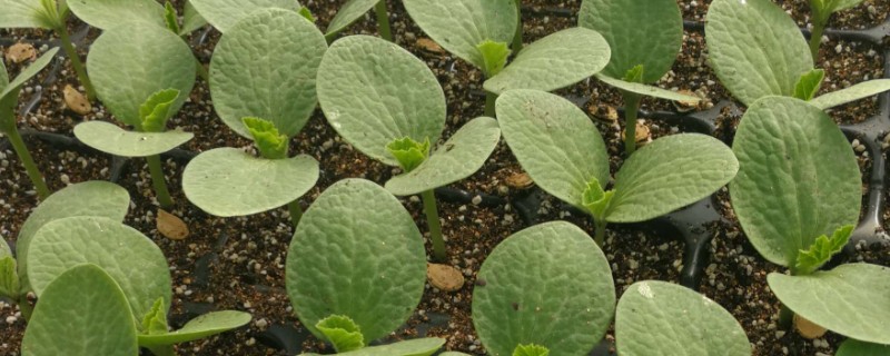 贝贝南瓜苗去哪里购买，原产地、苗木市场、电商平台都有出售