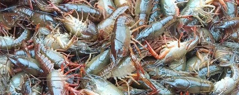 早春小龙虾养殖注意事项，根据天气变化情况确定水位高低