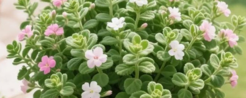 冬季怎么养护碰碰香，温度要保持在5℃以上