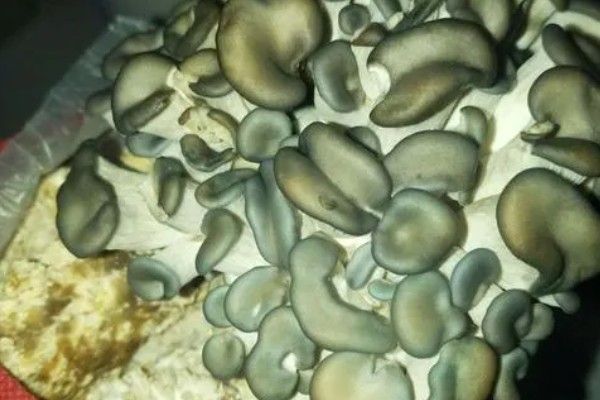 平菇幼菇死亡的原因，可能是温度过高所致