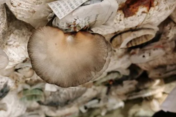 平菇幼菇死亡的原因，可能是温度过高所致