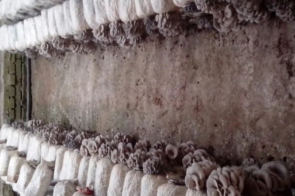 平菇幼菇死亡的原因，可能是温度过高所致