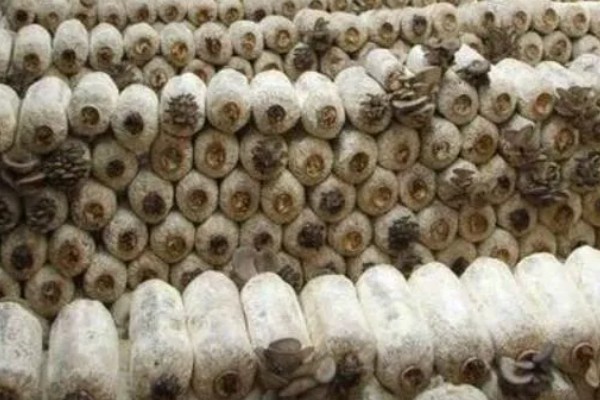 平菇幼菇死亡的原因，可能是温度过高所致