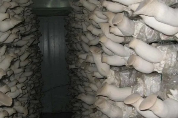 平菇幼菇死亡的原因，可能是温度过高所致