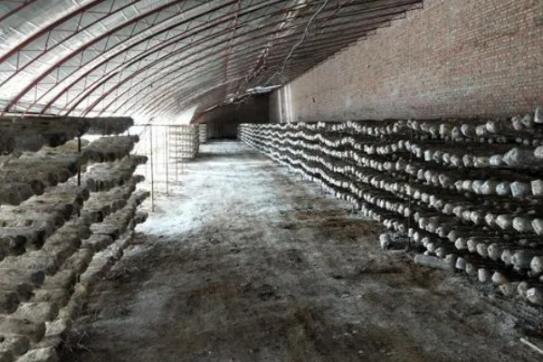 平菇幼菇死亡的原因，可能是温度过高所致