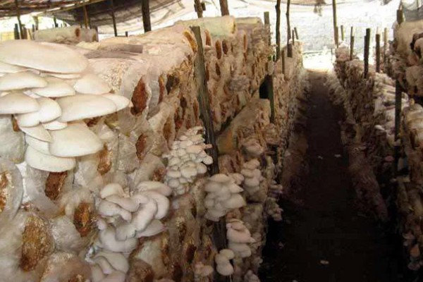 平菇幼菇死亡的原因，可能是温度过高所致