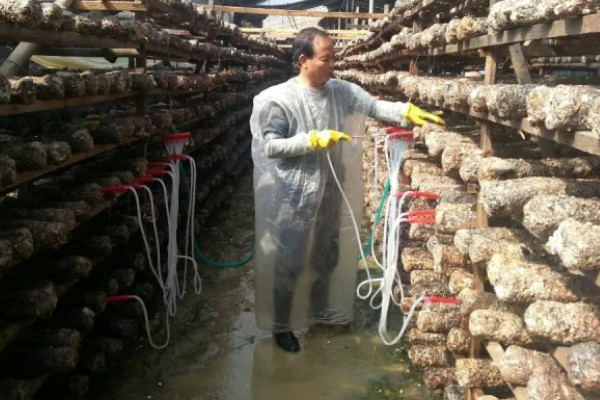 平菇幼菇死亡的原因，可能是温度过高所致