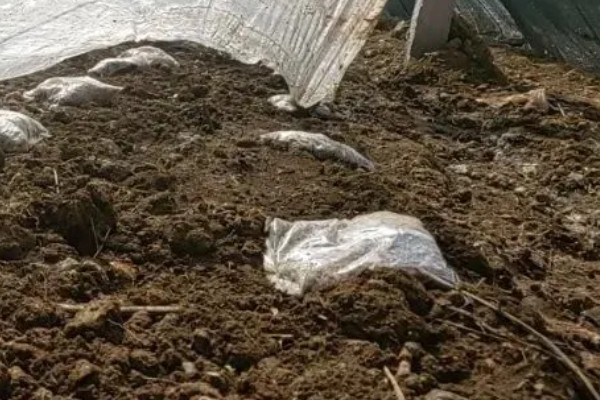 平菇幼菇死亡的原因，可能是温度过高所致