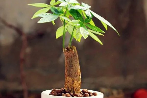 发财树怕不怕晒，发财树害怕强光直射