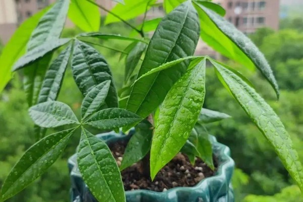 发财树怕不怕晒，发财树害怕强光直射