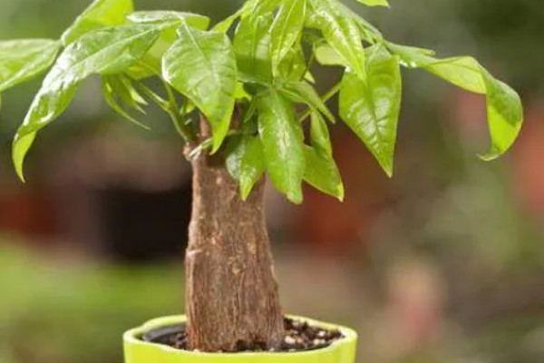 发财树怕不怕晒，发财树害怕强光直射