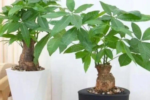发财树怕不怕晒，发财树害怕强光直射
