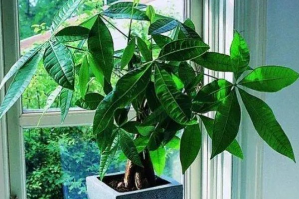 发财树怕不怕晒，发财树害怕强光直射