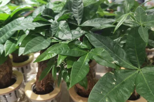 发财树怕不怕晒，发财树害怕强光直射