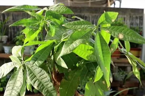 发财树怕不怕晒，发财树害怕强光直射