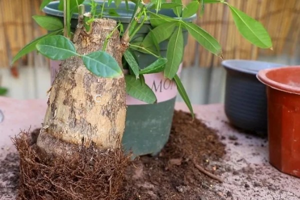 发财树怕不怕晒，发财树害怕强光直射