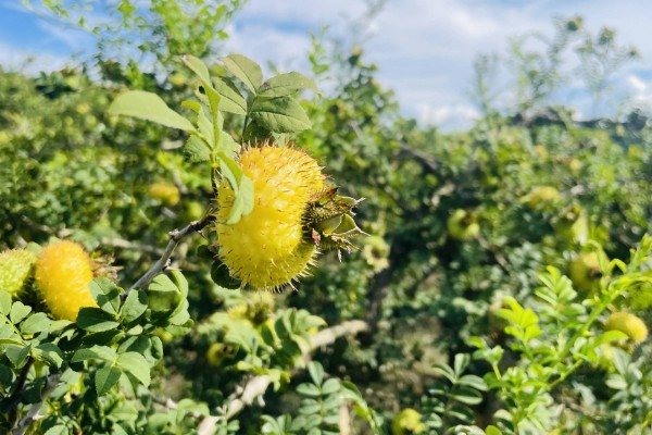刺梨产于哪里，人工种植主产于贵州