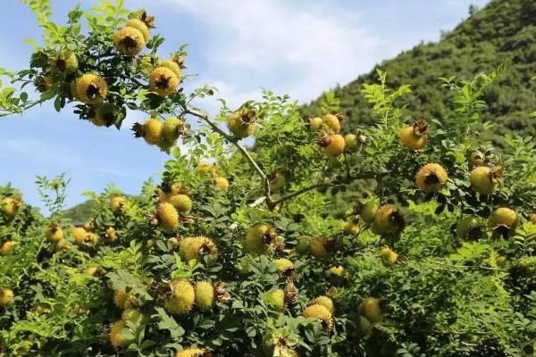 刺梨产于哪里，人工种植主产于贵州