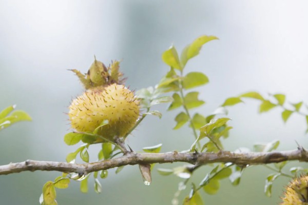 刺梨产于哪里，人工种植主产于贵州