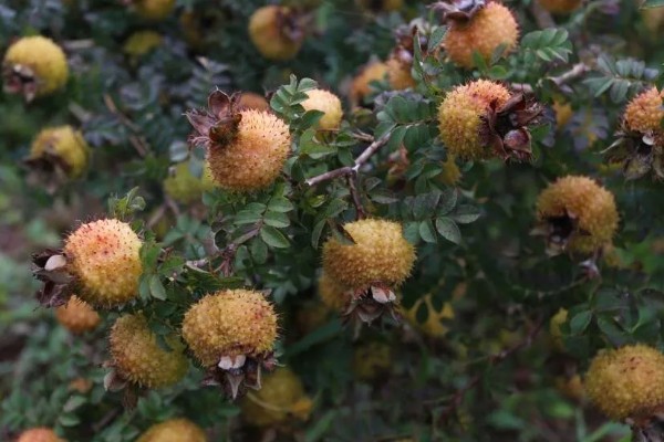 刺梨产于哪里，人工种植主产于贵州