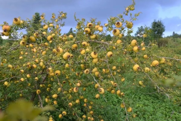 刺梨产于哪里，人工种植主产于贵州