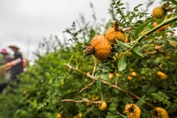 刺梨产于哪里，人工种植主产于贵州