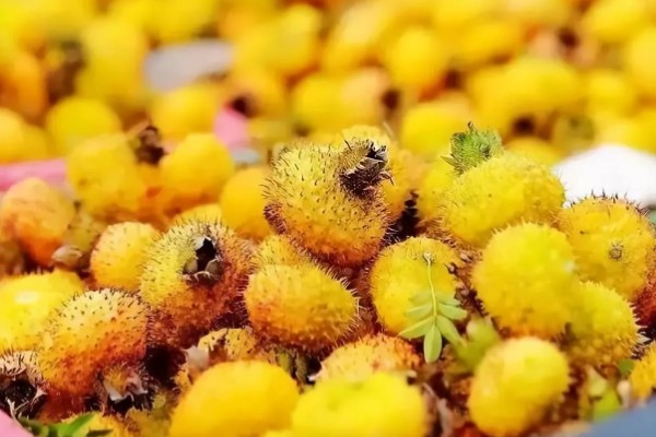 刺梨产于哪里，人工种植主产于贵州