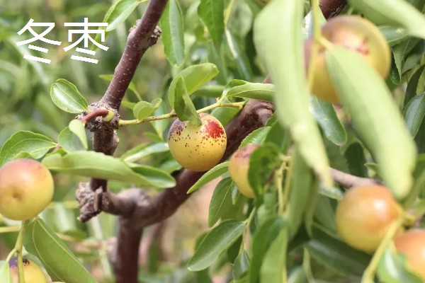 哪些水果在冬季成熟，常见冬枣、香蕉、橘子等品种