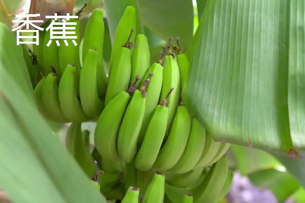 哪些水果在冬季成熟，常见冬枣、香蕉、橘子等品种